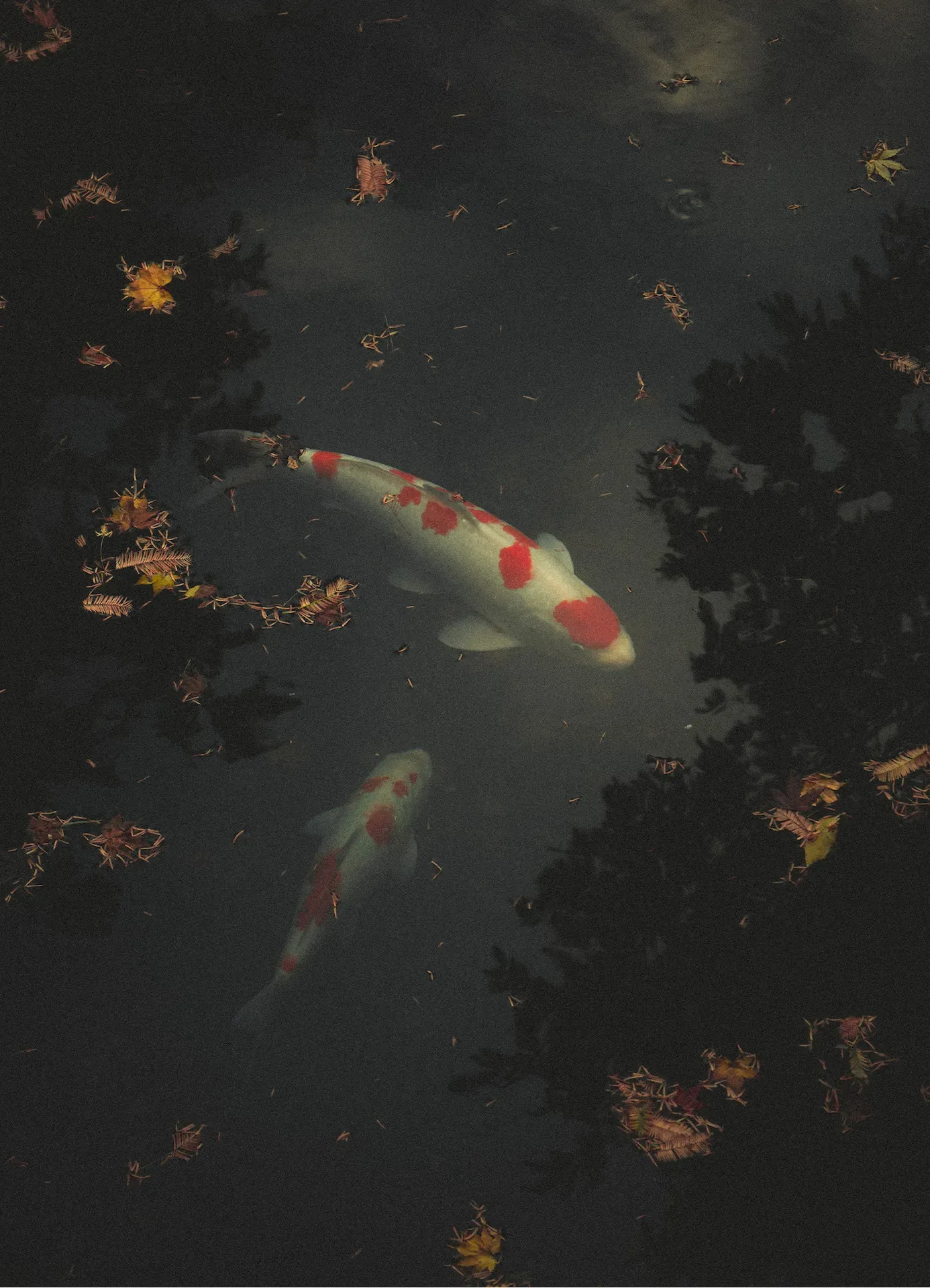 Image 3 of still-photography